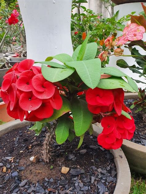 Pin Von Juana S Nchez Auf Flores Hermosas