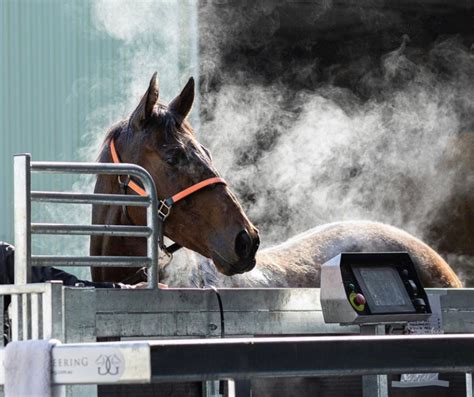 High Speed Treadmills Horse Ecb Equine Spas