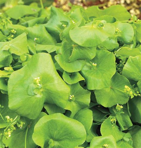 Miners Lettuce Claytonia Seeds West Coast Seeds