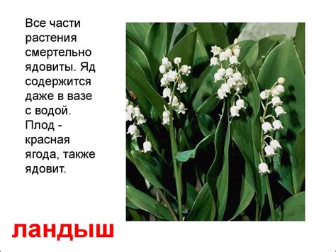 Ядовитые растения - online presentation