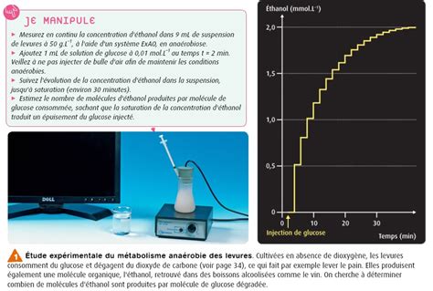 Pdf Chapitre Ii Respiration Et Fermentations Cellulaires Lyc E D