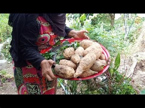 Panen Ubi Jalar Cilembu Dan Sedikit Cabe Rawit Putih Ll Bersih Bersih