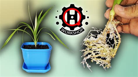 تکثیر گیاه زیبای پاندانوس Pandanus Plant Propagation Youtube