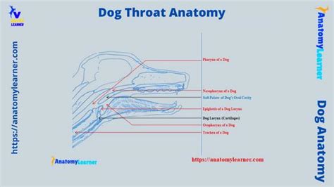 Dog Throat Anatomy With Diagram Pharynx And Larynx Anatomylearner