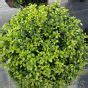 Ilex Crenata Dark Green Balls For Sale Evergreen Topiary Balls