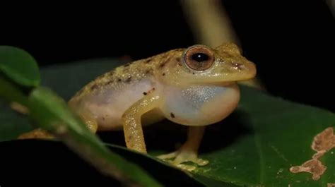 As incríveis novas espécies de animais descobertas na Bacia do Congo