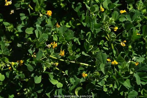 30 Weeds With Yellow Flowers Common Lawn Weed Guide 2023 CrabgrassLawn