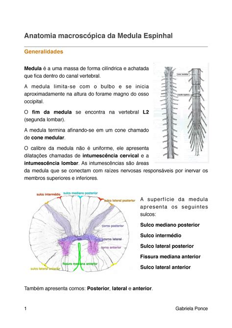 Anatomia Da Medula Espinhal Neuroanatomia