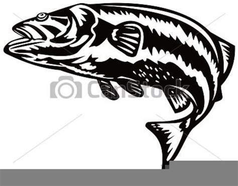 Free Striped Bass Clipart Free Images At Vector Clip Art