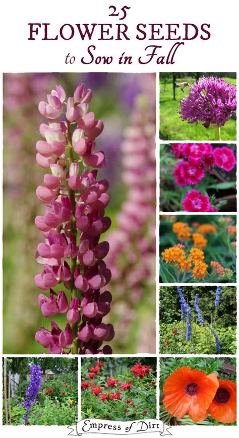 Annual And Perennial Flower Seeds To Sow In Fall Printable Empress