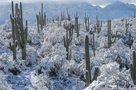 Desert Snow Storm! - 365 Days of Birds