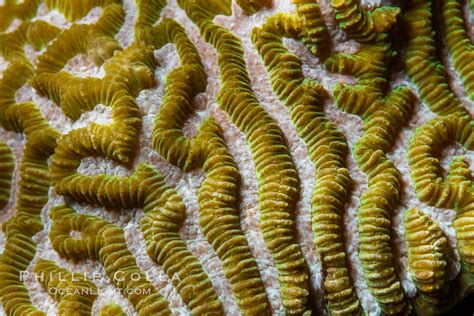 Coral Polyp Detail Fiji Namena Marine Reserve Namena Island