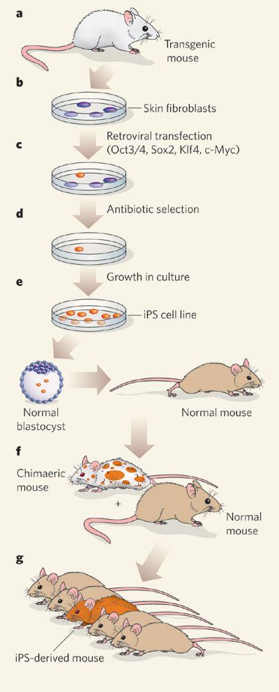 Generating induced pluripotent stem cells | Learn Science at Scitable