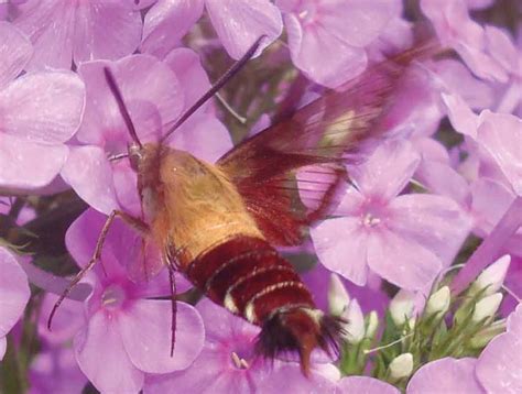 Hummingbird Clearwing Moth Essential Facts And Tips What S That Bug