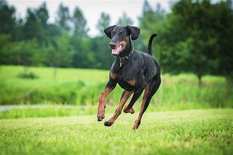 Are Dobermans The Best Guard Dogs