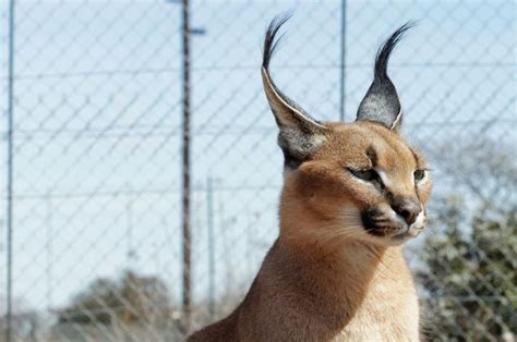 Mengenal Fakta Caracal Kucing Liar Dengan Telinga Unik Dari Afrika Bobo