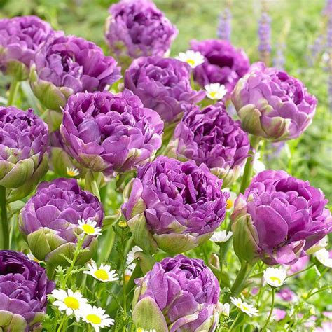 😍🌷ПОЧТИ, КАК ПИОНЫ И ДАЖЕ ЛУЧШЕ! Лучшие сорта махровых тюльпанов👌 От ...
