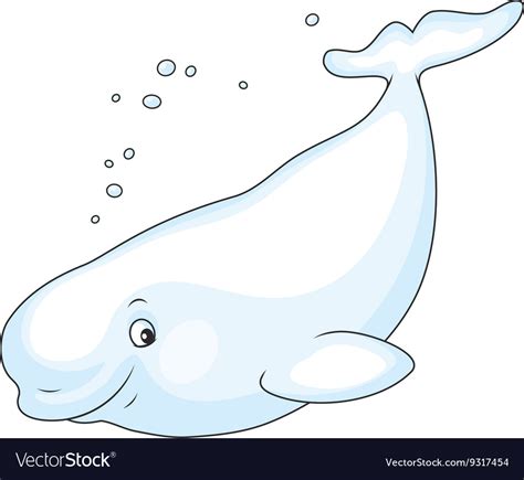 Beluga Whale Swimming Royalty Free Vector Image