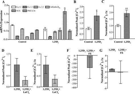 1 25D 3 Increases Calcium Influx In 7 Day Differentiated MC3T3 E1 Cells