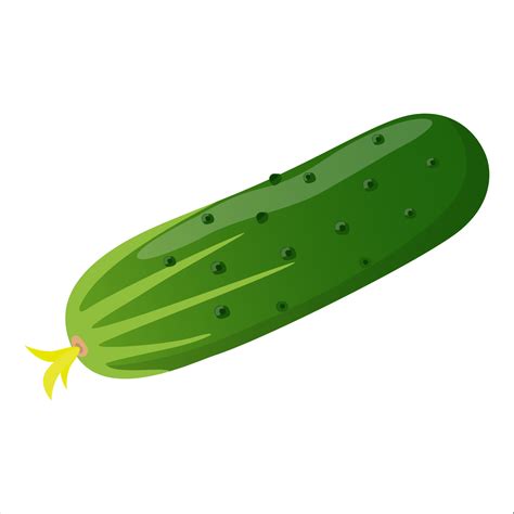 pepino fresco verde aislado sobre fondo blanco ilustración vectorial