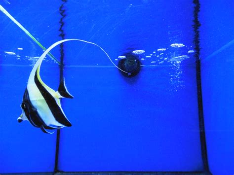 Moorish Idol Saltwater Marine Aquarium Fish Florian Buckwheat