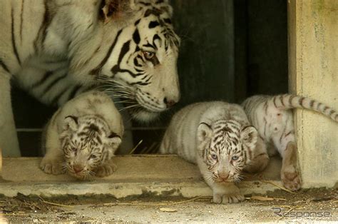 【ゴールデンウィーク】東武動物公園、稀少なホワイトタイガーの赤ちゃん公開 1枚目の写真・画像 レスポンス（responsejp）