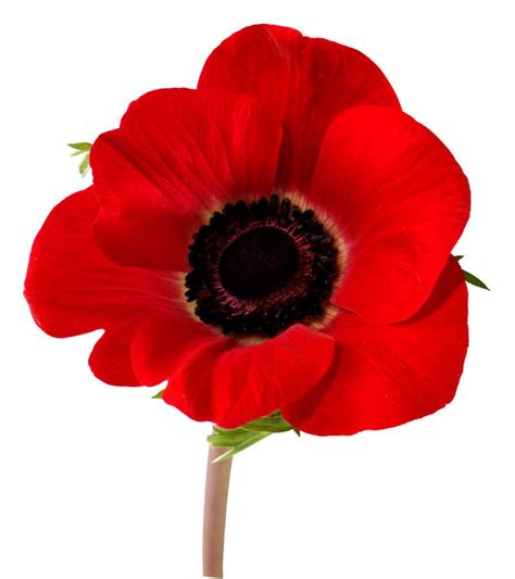 PicturesPool: Remembrance Day | Poppy Day Greetings,Wishes