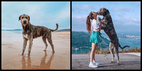 Is The Irish Wolfhound The Tallest Breed Of Dog