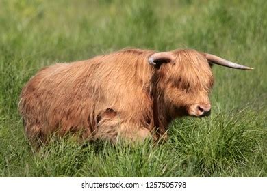 Long Haired Cow Pasture Stock Photo 1257505798 | Shutterstock