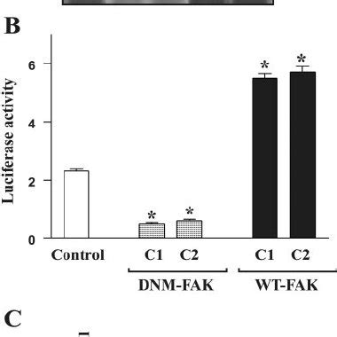 Effect Of Treatment With TNF CHX On FAK Phosphorylation And NF B