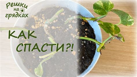 Спасаем сциндапсус!!! - YouTube
