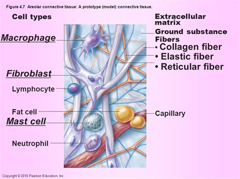 Areolar Connective Tissue Labeled Mast Cells