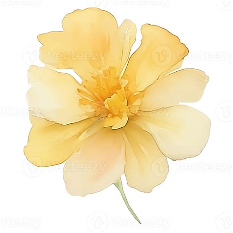 Yellow Flower Watercolor Ai Generative 27419829 Png