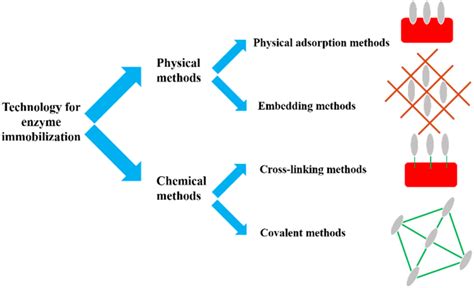 Techniques For Enzyme Immobilization Download Scientific Diagram