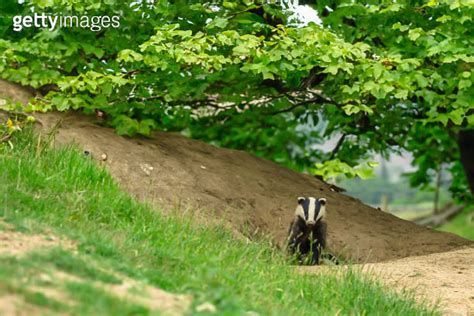 Badger Scientific Name Meles Meles Badger Cub Leaving The Sett On