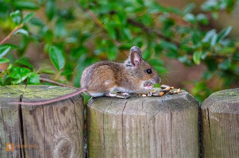 Feldmaus Microtus Arvalis Beim Fressen Bild Bestellen Naturbilder Bei