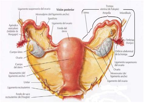 Anatomia Del Aparato Genital Femenino Ii