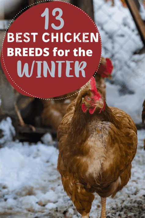 13 Best Cold Weather Chicken Breeds For Your Flock