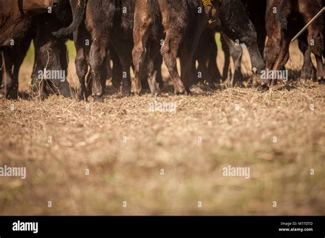 cow hooves Stock Photo - Alamy