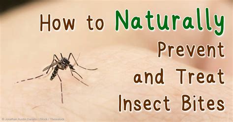 How to Naturally Prevent and Treat Insect Bites