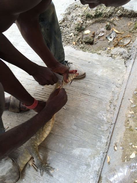 Alligator Killed On Site Nairaland General Nigeria