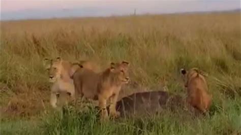 Salas Lion Pride Cubs Playing Masaimara 13 May 2024 Youtube