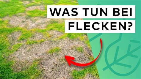 Nie Wieder Braune Flecken Im Rasen Gr Nde Tipps Zur Bek Mpfung