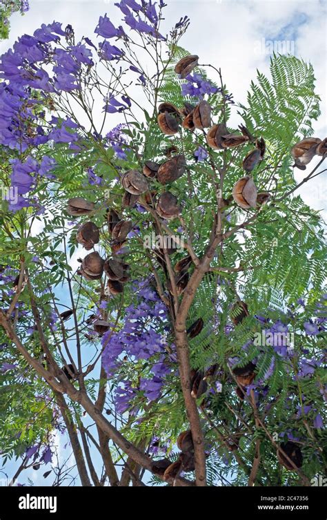 Jacaranda Mimosifolia Fotos Und Bildmaterial In Hoher Auflösung