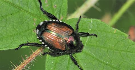 A B Pest Control And Insulation Japanese Beetles In Missouri