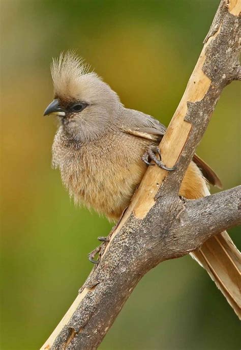 Speckled Mousebird