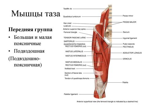 Функциональная анатомия мышц конечностей - презентация онлайн