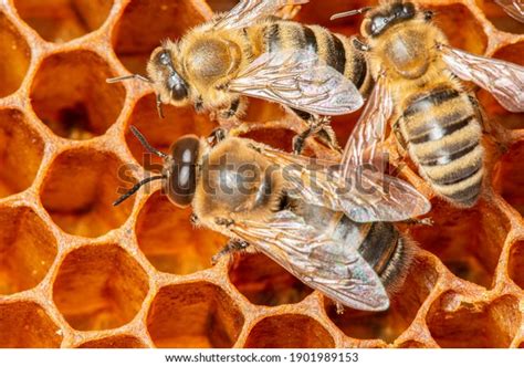 Big Drone Bees Male Honey Bee Stock Photo Shutterstock