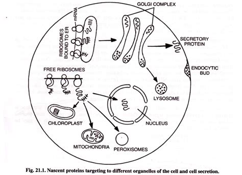 Golgi Apparatus Coloring Pages