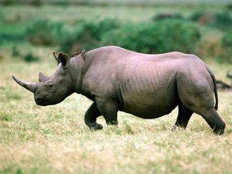 Rhino wallpaper | 1600x1200 | #82547